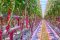 Dynamic LED lighting Signify 1