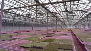George-Sant-and-Sons-Greenhouse-grows-young-plants-under-Philips-LED-toplighting-linear