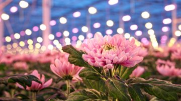 El productor comercial de crisantemos Linflowers elige la luz de crecimiento basada en LED de Philips para mejorar sus cultivos de flores