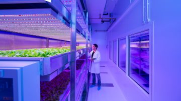 Las luces LED para cultivos de fresas producen frutas más dulces en el GrowWise Center