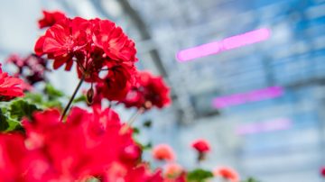 LED 植物高产灯促使 Kalamazoo Specialty Plants 提高产量