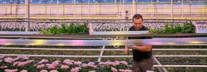 使用 LED 植物生长灯，菊花更茁壮、花期更持久