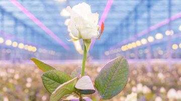 使用 LED 种植玫瑰