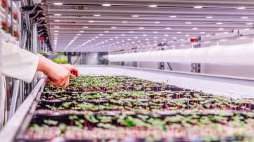 用于生菜种植的 LED 植物生长灯 – 产量更高，叶球紧实