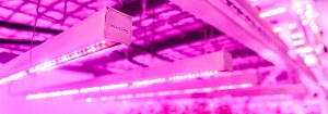 垂直农场 LED 照明