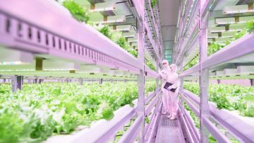 Entender cómo cultivar plantas en interior
