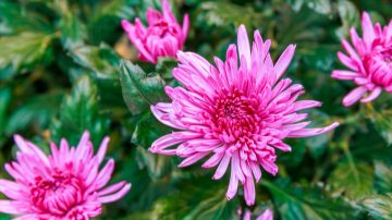 Descubre cómo mejorar tus cultivos con las luces LED para cultivos de Philips en nuestro folleto para floricultura