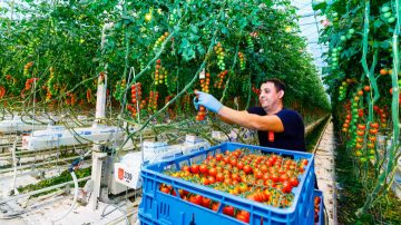 las luces LED para cultivos en interior para verduras mejoran la cosecha y la calidad de los cultivos	