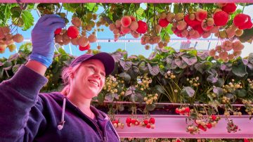 Fresas: resultados demostrados en el cultivo interior de frutas