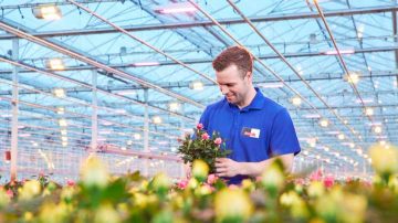 Las luces LED para invernaderos reducen los costes de energía, producen cosechas previsibles y aumentan el rendimiento de los cultivos de frutas