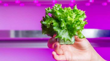 Luces LED para cultivos de lechuga: mayores rendimientos y cogollos compactos