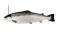 salmón