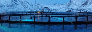 Maximiza la producción de pescado con la iluminación LED