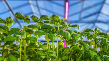 LED indoor grow lights for vegetables boost harvest and quality of crops	