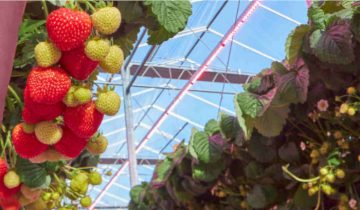 If you are growing fruit indoors, your crops will really shine with LED grow lights	