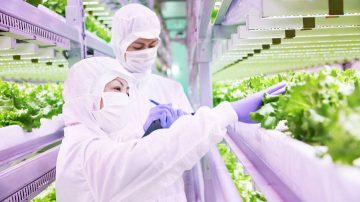 Innovatus City Farm