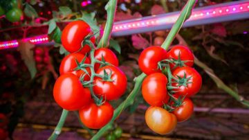 How LED lighting improves your crop