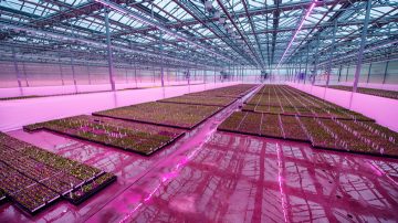 Lucas Greenhouses