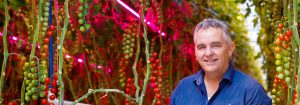 Consumers prefer LED grown tomatoes