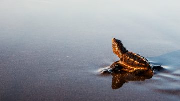 sea turtle lighting