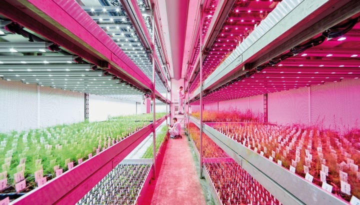 Increase food availability