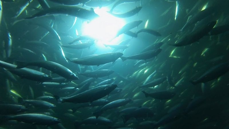Aquaculture lighting