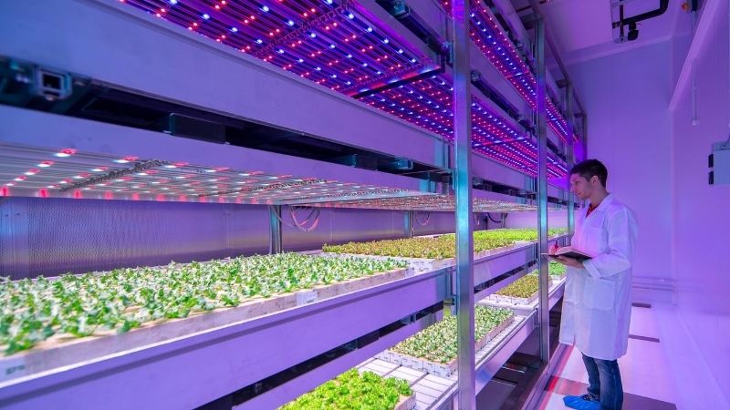 LED grow lights