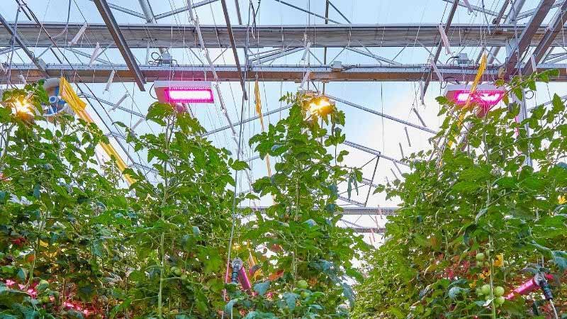 GreenPower LED