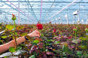 Floriculture