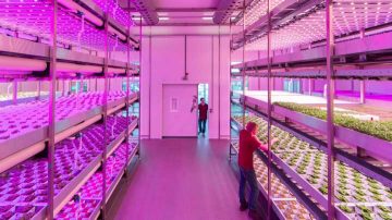 Luces LED para cultivos verticales