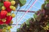 Fruit and vegetables