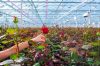 Blomsterdyrking